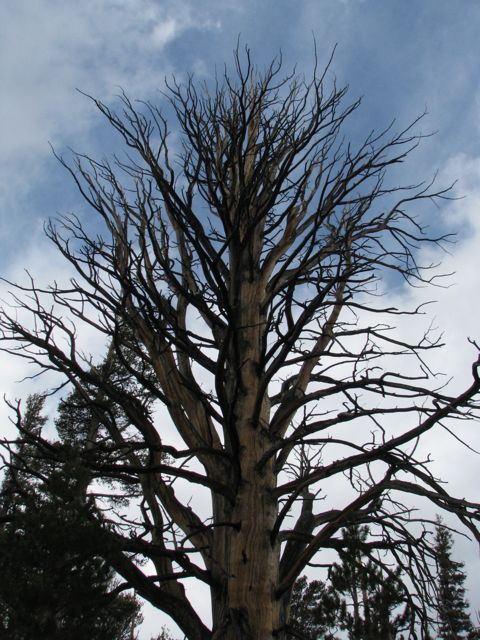 Dead tree