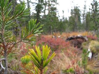 Meadow on Cathedral Lakes trail