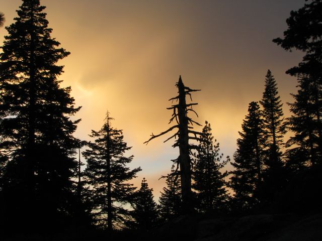 Sunset through the forest