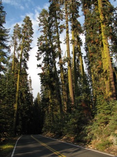 Road to Glacier Point