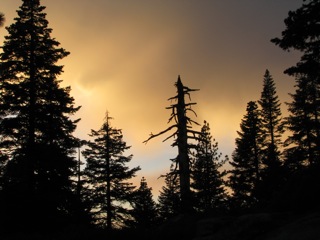 Sunset through the forest