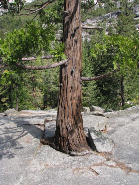 A hardy tree