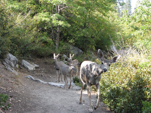 Mule Deer