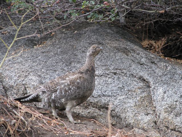 Grouse