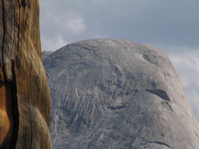 Tree and Half Dome