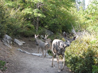 Mule Deer