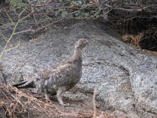 Grouse