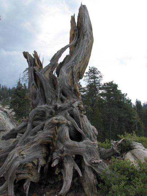 Tree Stump