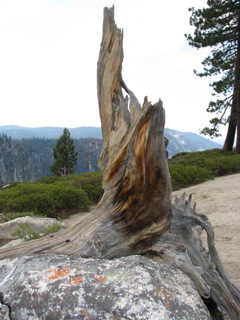 Tree Stump