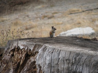 Ground Squirrel