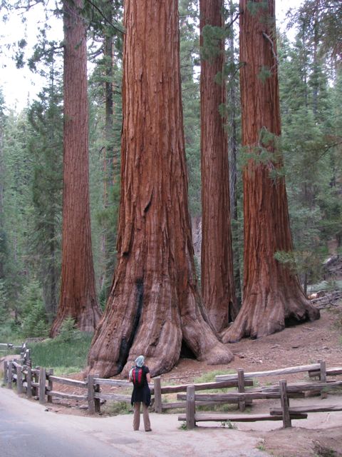 The Bachelor and Three Graces