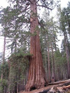 Heather and a really big tree